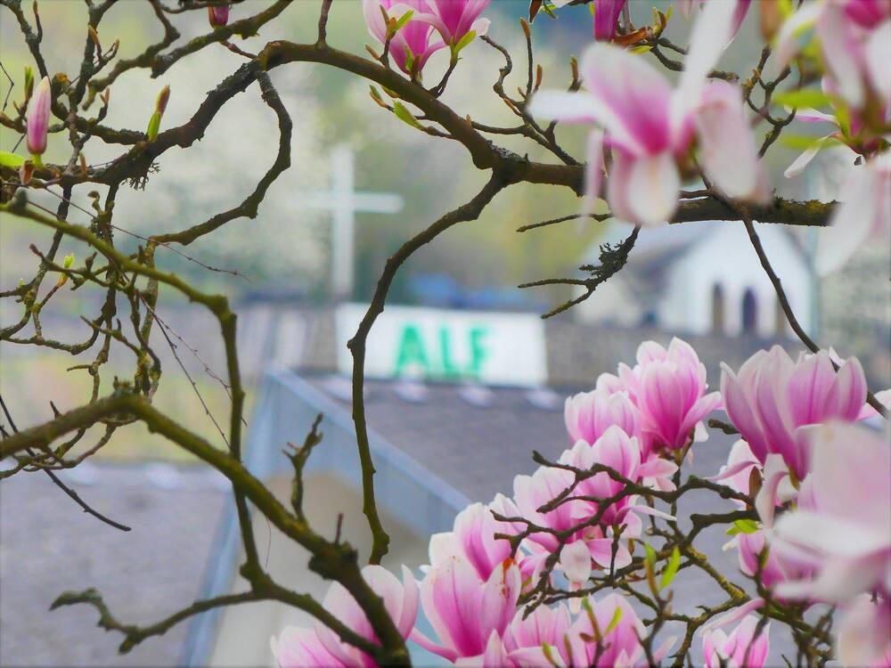 Leben in Alf